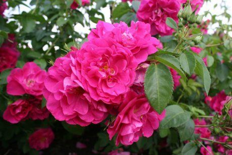 Лучшие садовые сорта роз с фото